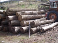 Home grown timber awaiting processing