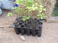 Oak seedlings