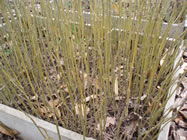 Germinated seeds being grown on ...