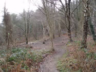 Managed woodland