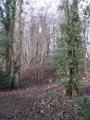 Managed woodland